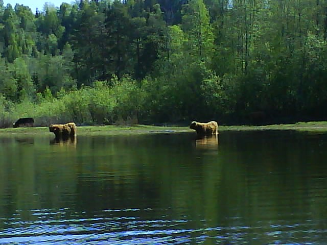 Morgondopp 2009.JPG